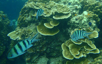 ปะการัง-เกาะนางยวน-87